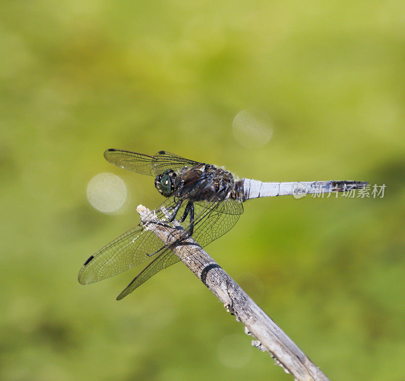 黑尾蜻蜓(Orthetrum cancellatum)雄性